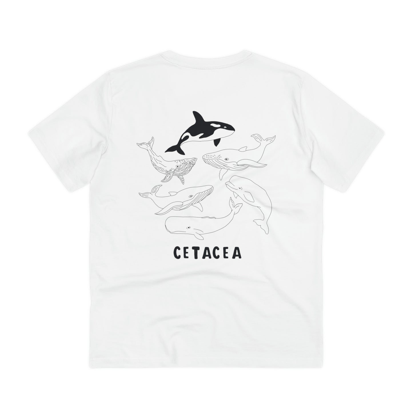 cetacea