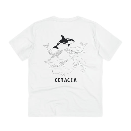 cetacea