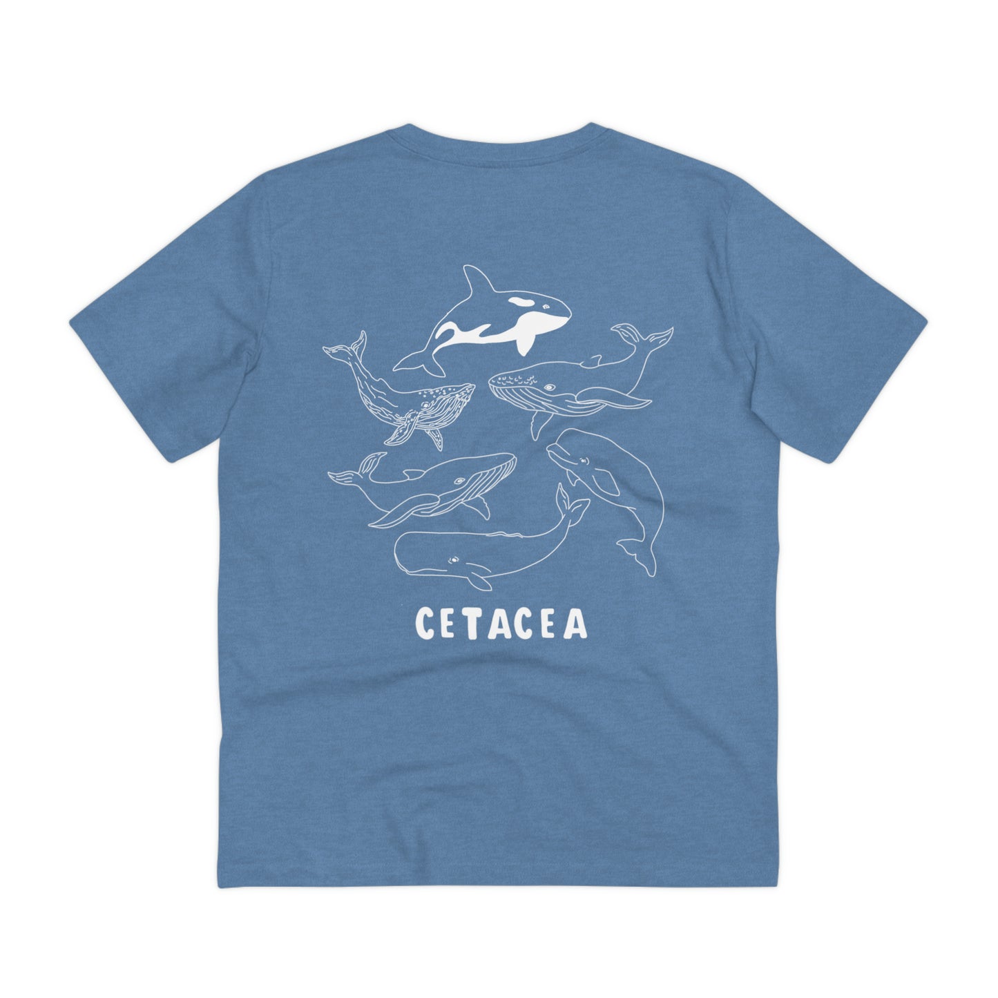 cetacea